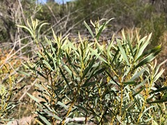 Acacia decora