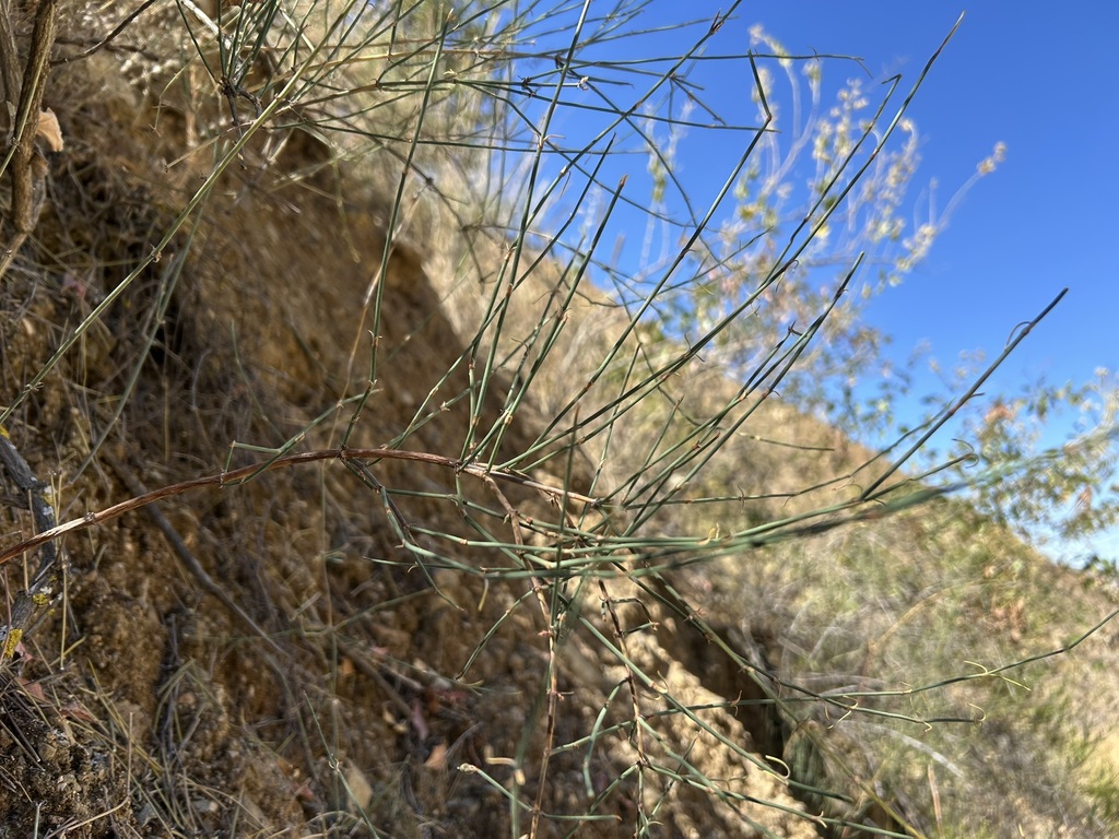 Ephedra americana; photograph (c) Staci Oré, some rights reserved (CC BY)