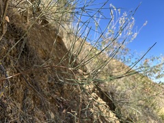 Ephedra americana