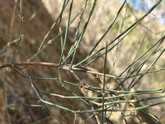 (c) Staci Oré, some rights reserved (CC BY) Ephedra americana, photograph (c) Staci Oré, some rights reserved (CC BY)