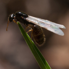 Solenopsis punctaticeps