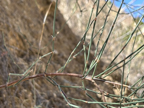 Ephedra americana, photograph 2