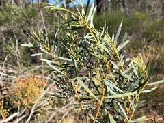 Acacia decora
