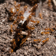 Solenopsis punctaticeps