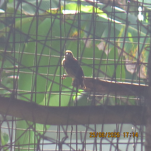 Village Weaver