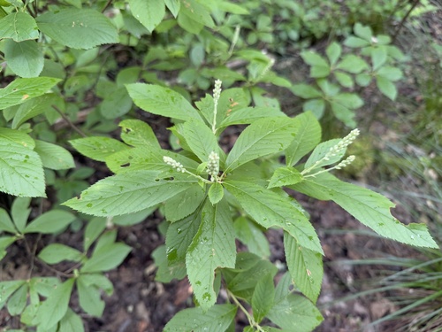 Sweet Pepperbush