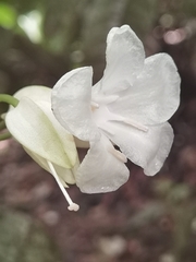 Erythrochiton gymnanthus