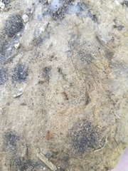 Aphaenogaster subterranea