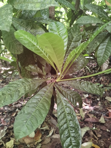 Erythrochiton gymnanthus, photograph 2