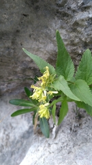 Paederota lutea