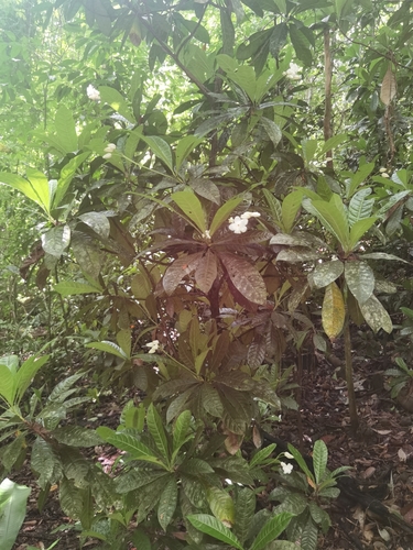 Erythrochiton gymnanthus, photograph 3