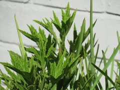 Pelargonium citronellum