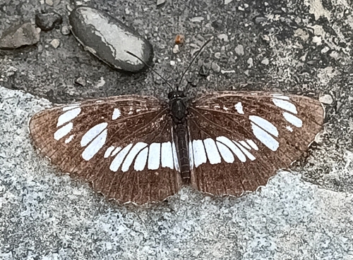 Hungarian Glider