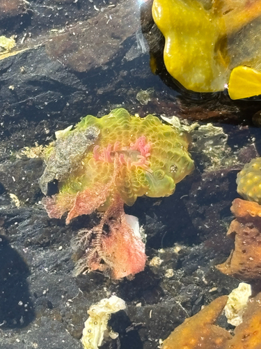 Aggregating Anemone