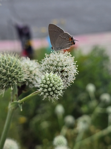 Gray Hairstreak