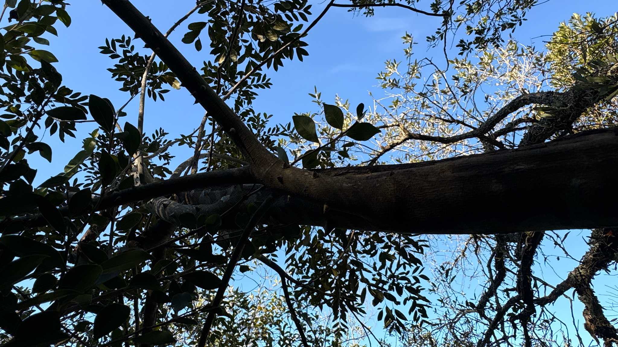 Foto de Zanthoxylum rhoifolium Lam.
