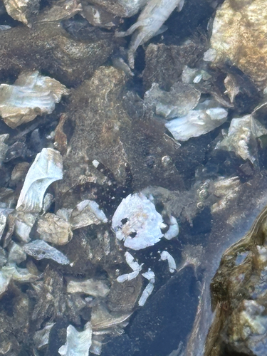 Yellow Shore Crab
