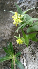 Paederota lutea