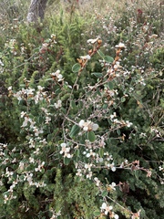 Spyridium thymifolium