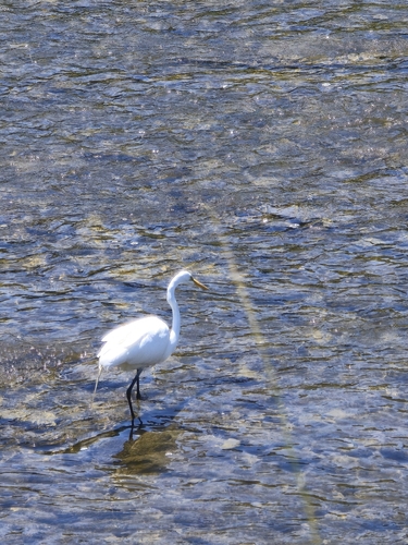 Great Egret