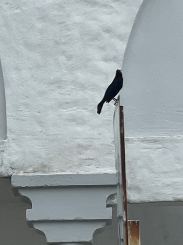 Carib Grackle