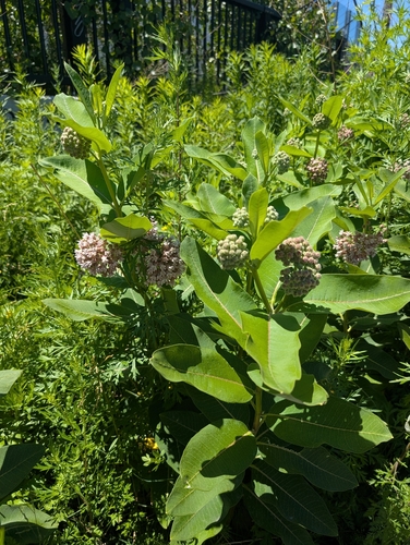 common milkweed