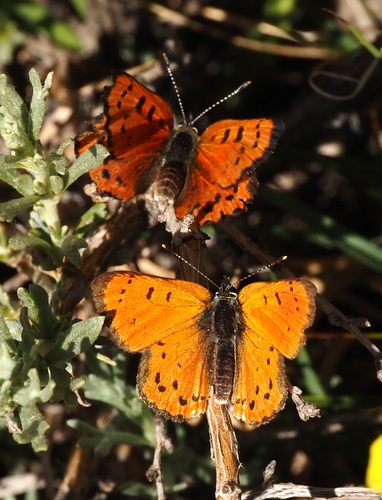 iNaturalist observation photo of Lustrous Copper