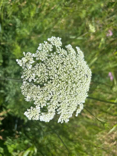 wild carrot