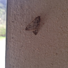 Alsophila aescularia