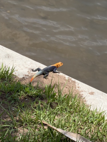 Peters's Rock Agama