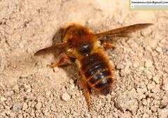 Megachile desertorum