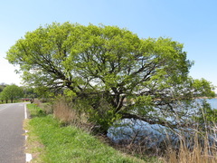 Salix chaenomeloides