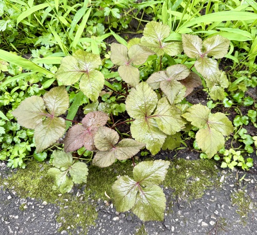 Cryptotaenia japonica, photograph 5