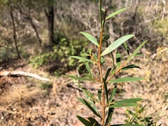 Acacia excelsa