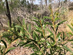 Acacia excelsa