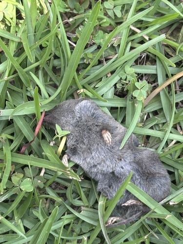Southern Short-tailed Shrew observed by mp3_soph