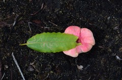 Exobasidium rhododendri