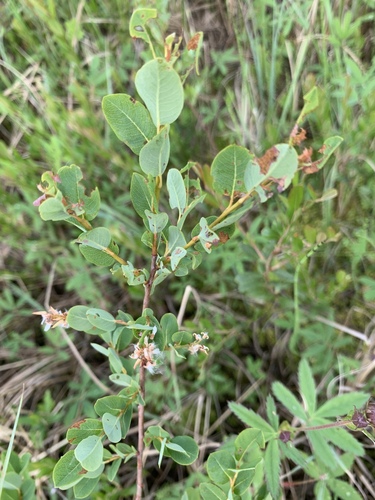 Salix myrtilloides, photograph 5