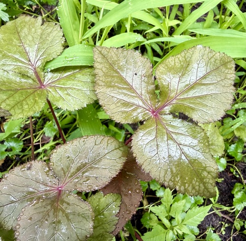 Cryptotaenia japonica, photograph 6