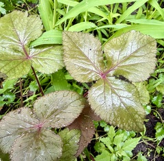 Cryptotaenia japonica, photograph author not stated, no rights reserved