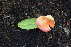 Exobasidium rhododendri