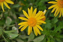 Asteraceae