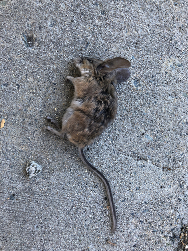 Peromyscus truei observed 2026-06-24