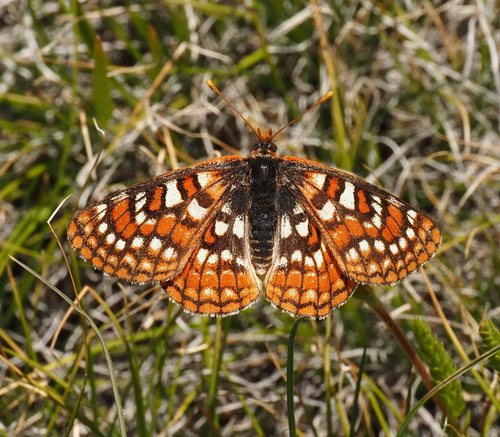 iNaturalist observation photo of Edith's Checkerspot