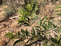 Acacia excelsa