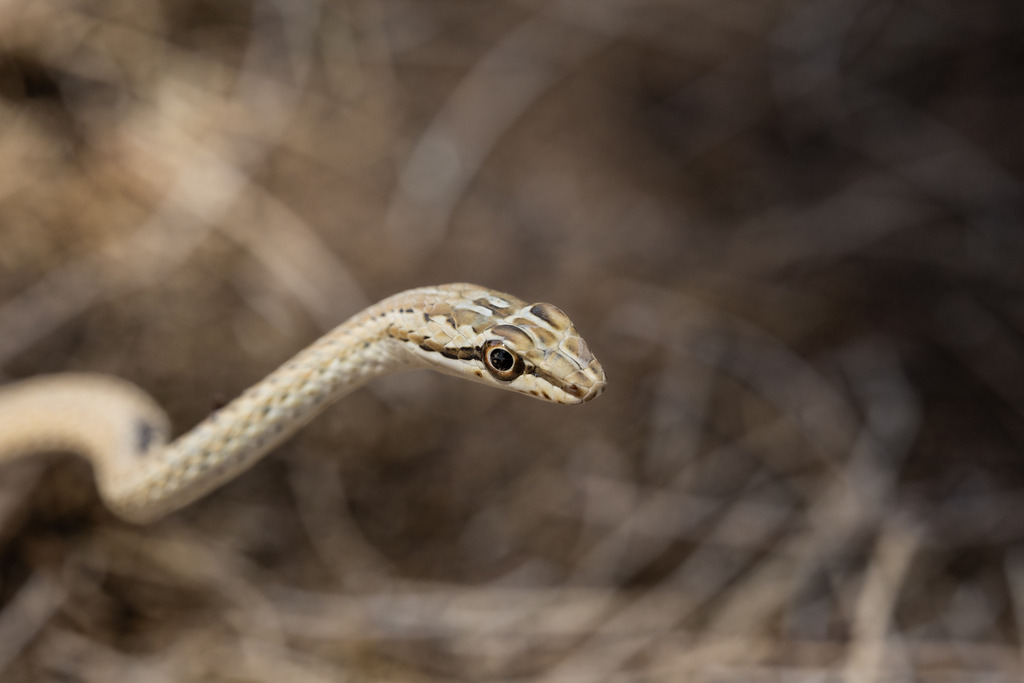 Couleuvre de Schokar (Psammophis schokari)