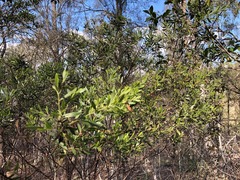 Acacia excelsa