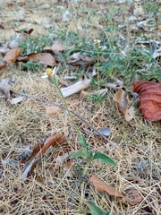 Tridax procumbens