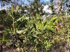 Acacia excelsa