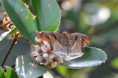 Odontoptilum angulata